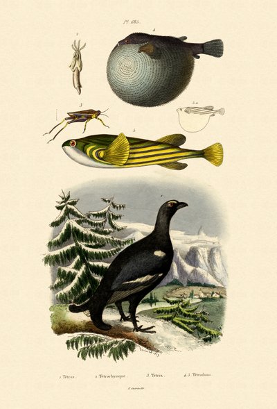 Urogallo de French School